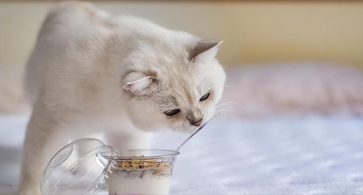 猫咪玉米营养餐_猫吃玉米的好处_猫吃玉米消化吗