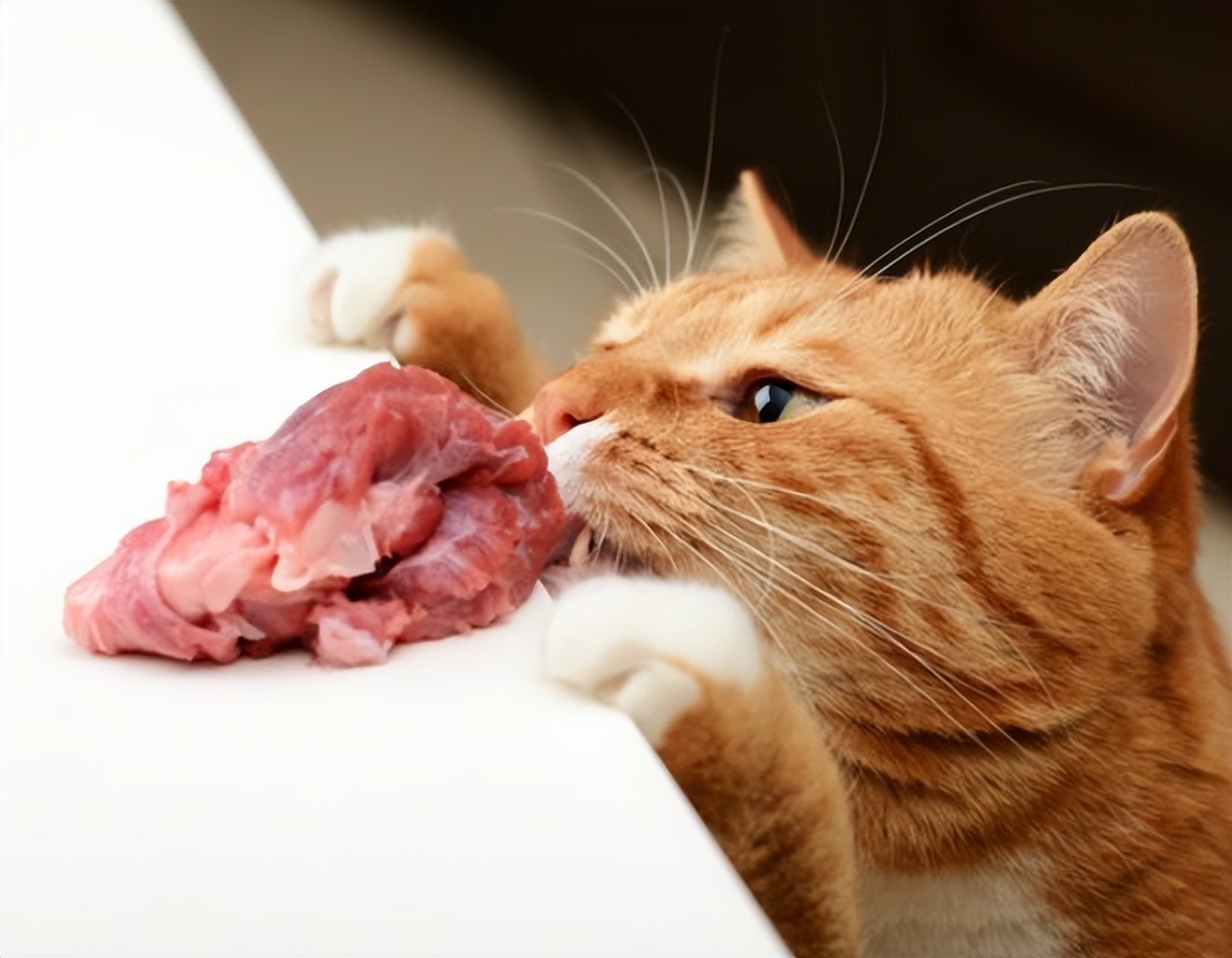 猫吃玉米消化吗_猫咪玉米营养餐_猫吃玉米的好处