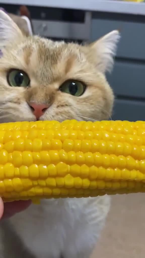 猫咪玉米营养餐_猫吃玉米消化吗_猫吃玉米的好处