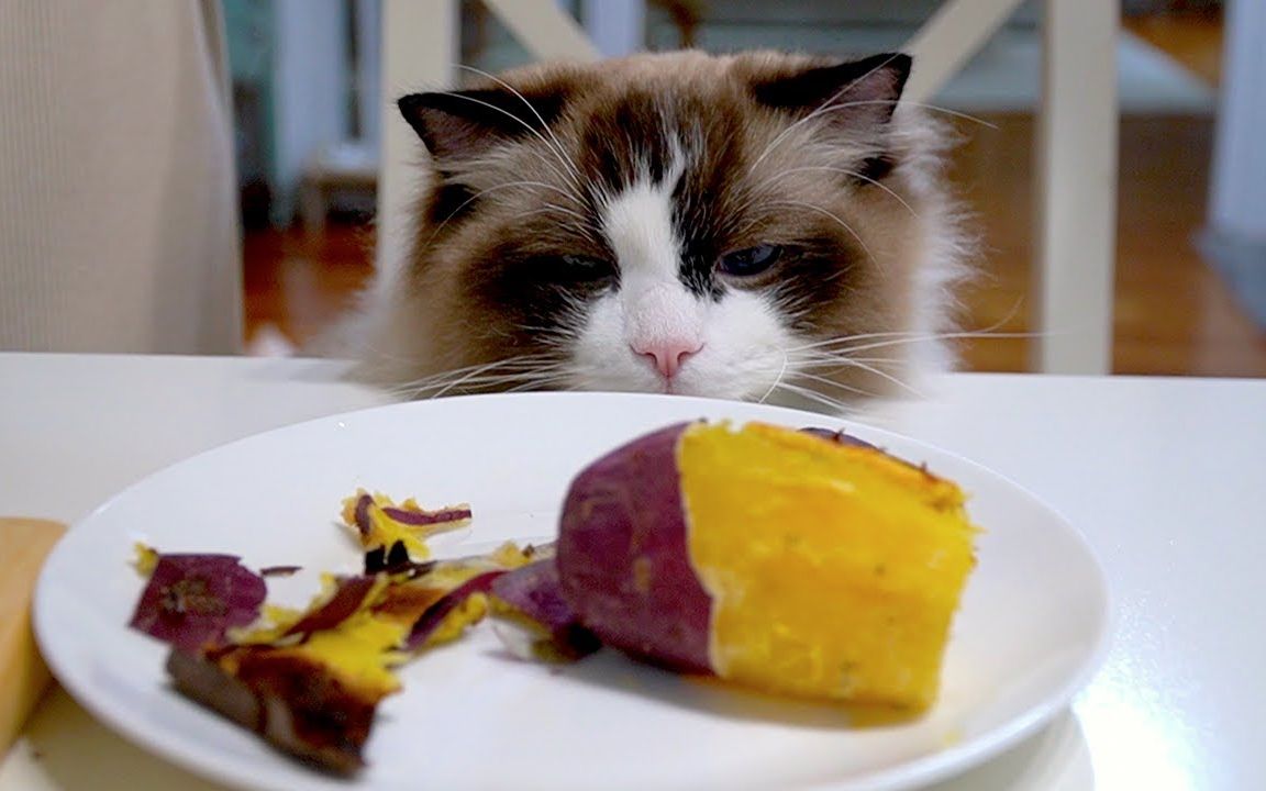 猫咪玉米营养餐_猫吃玉米的好处_猫吃玉米消化吗