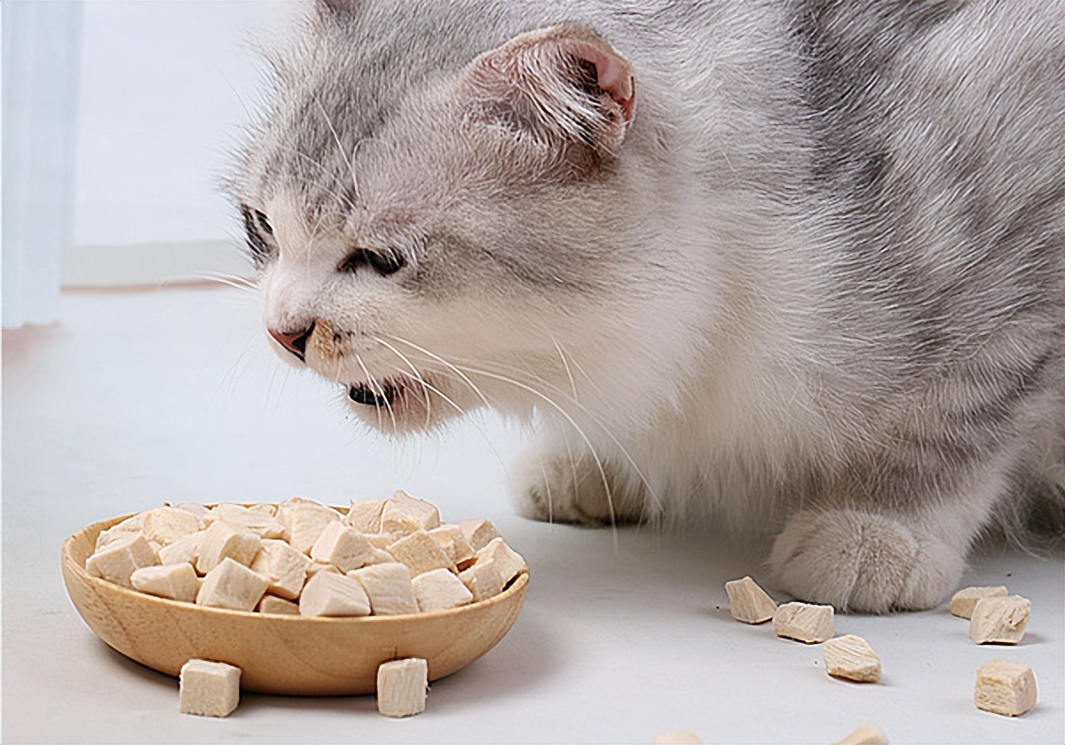 猫吃玉米消化吗_猫吃玉米的好处_猫咪玉米营养餐