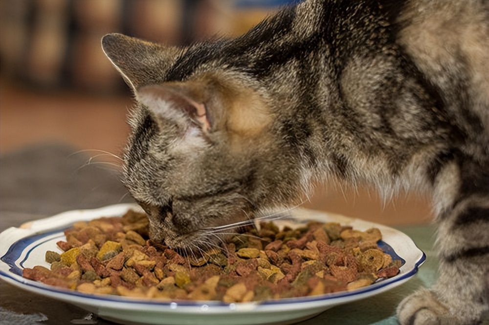 猫吃玉米的好处_猫吃玉米消化吗_猫咪玉米营养餐