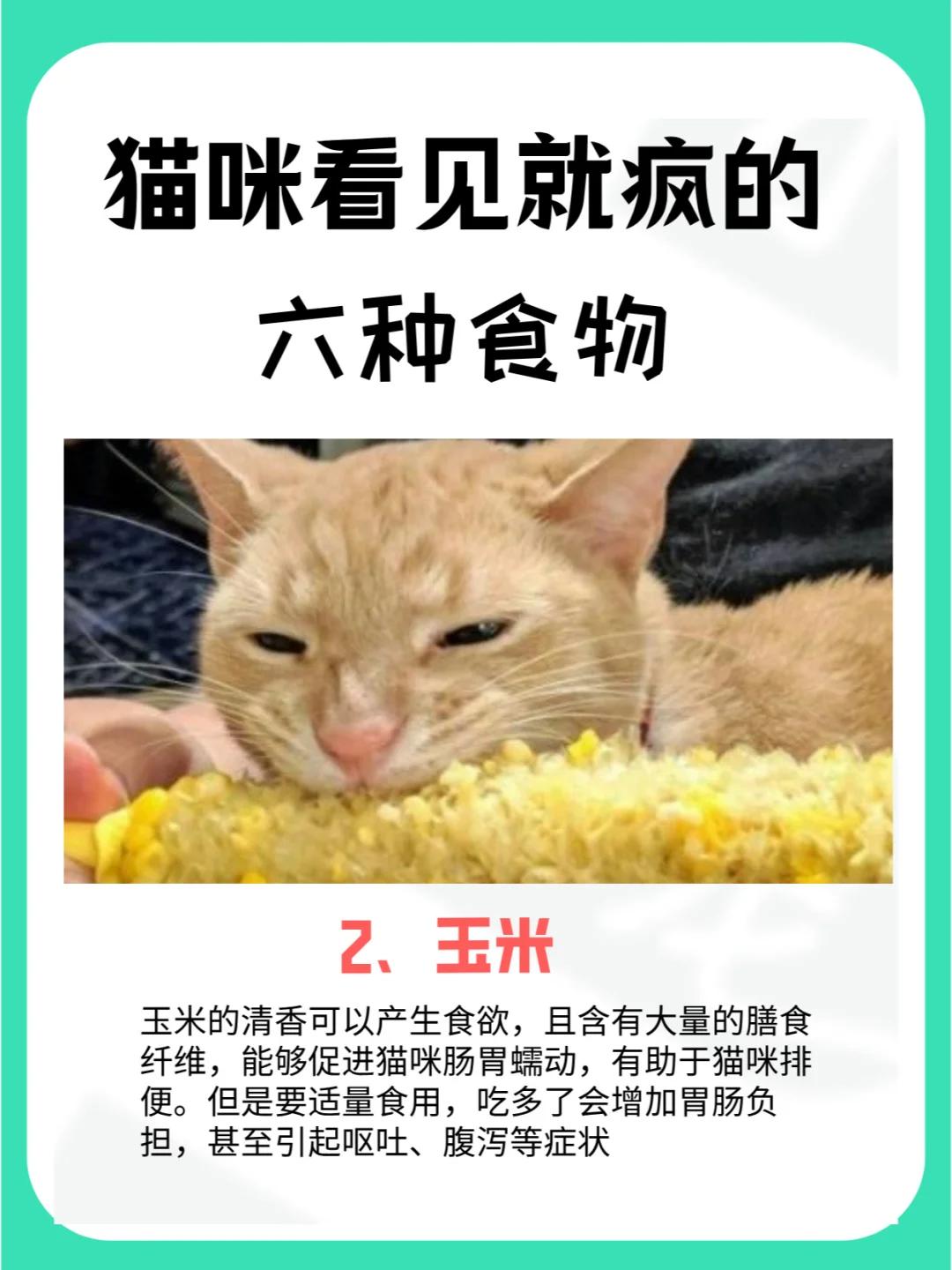 猫咪玉米营养餐_猫吃玉米的好处_宠物猫吃玉米