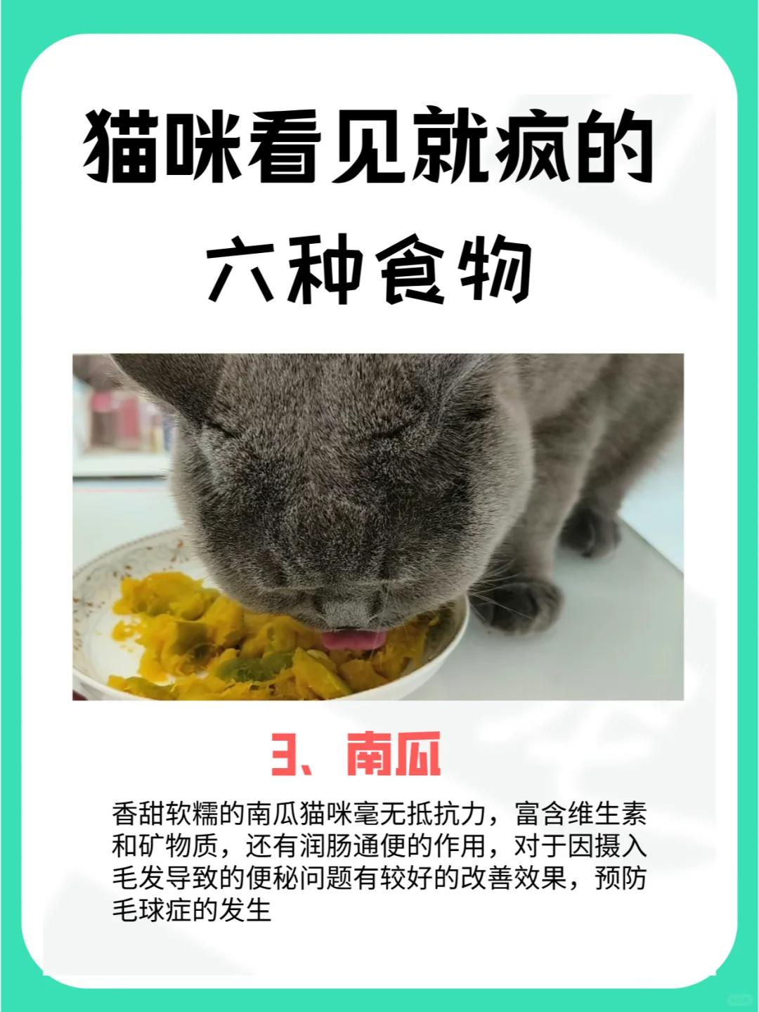 宠物猫吃玉米_猫吃玉米的好处_猫咪玉米营养餐