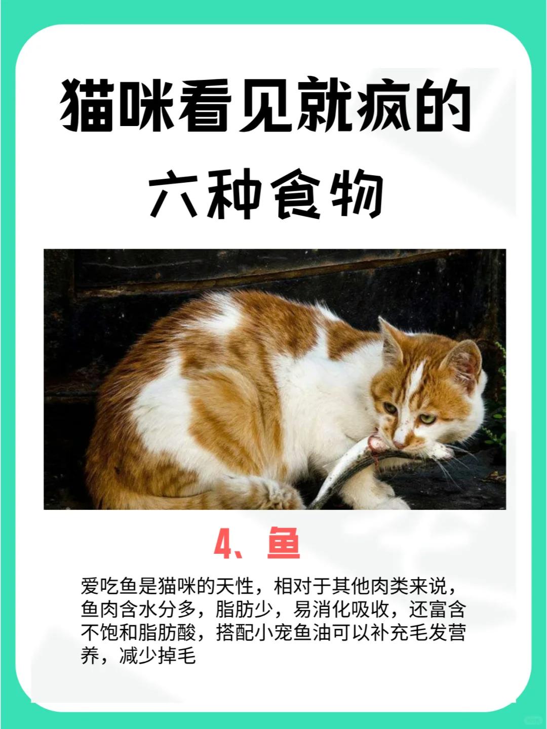 猫吃玉米的好处_猫咪玉米营养餐_宠物猫吃玉米