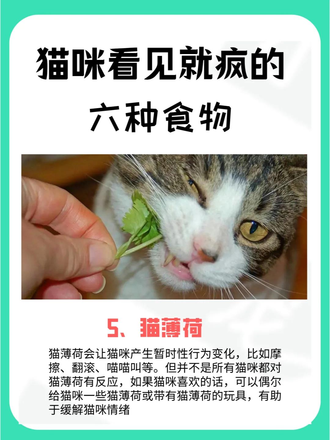 宠物猫吃玉米_猫吃玉米的好处_猫咪玉米营养餐