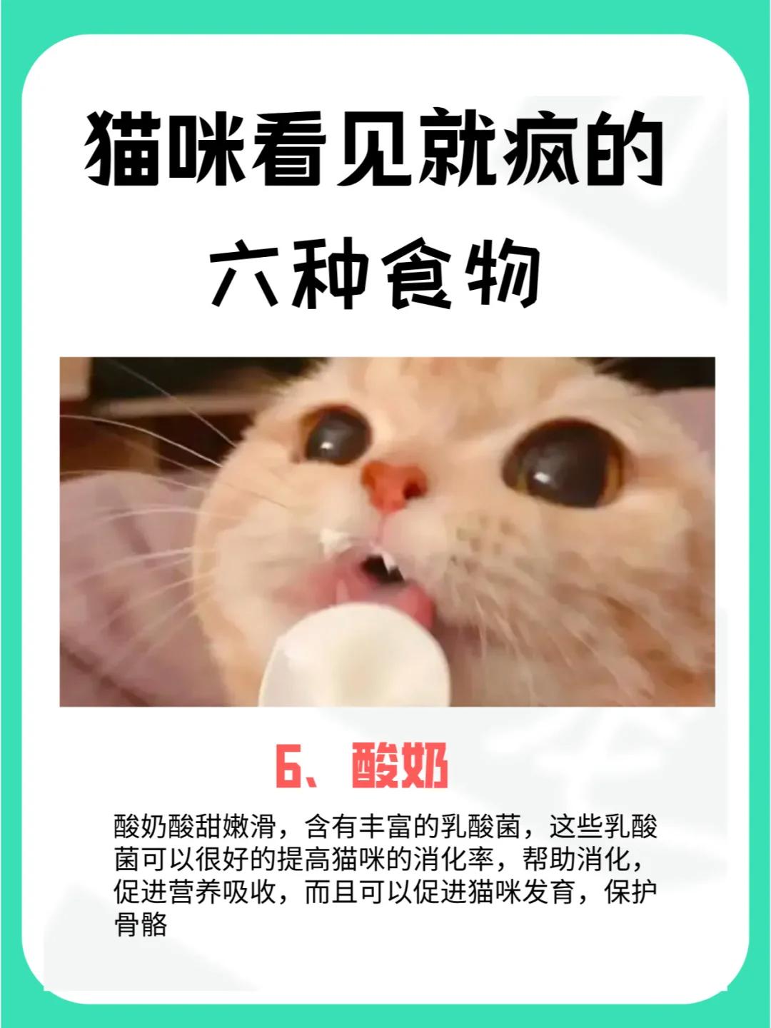 猫吃玉米的好处_宠物猫吃玉米_猫咪玉米营养餐