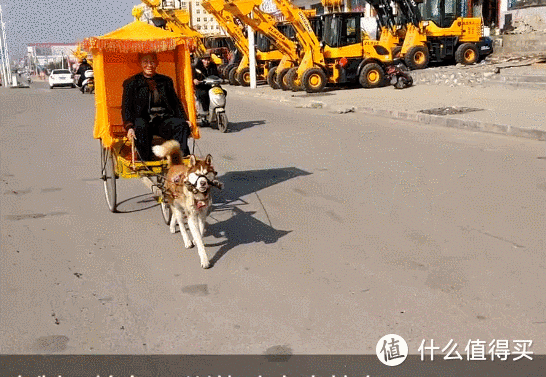 “遛狗也伤狗”，这些做法，你可能也在做