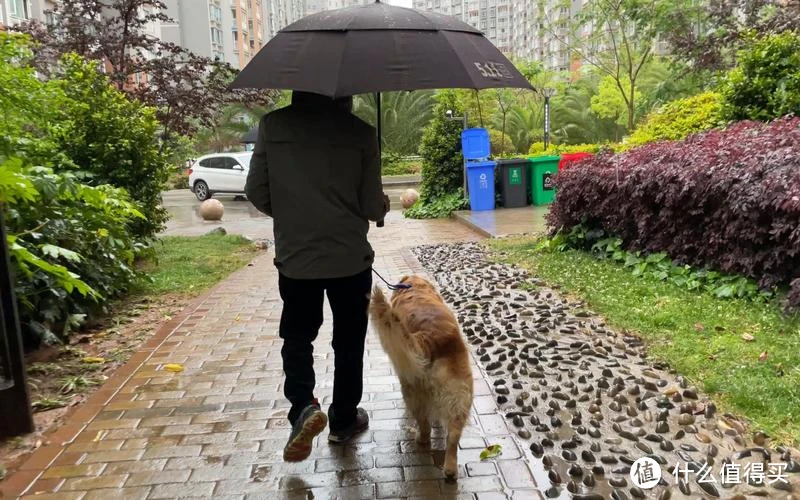 “遛狗也伤狗”，这些做法，你可能也在做